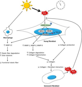 Oxidative stress and aging skin