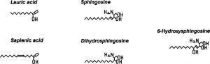 Antimicrobial cutaneous lipids, native skin's defensive against acne bacteria