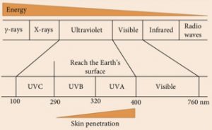 UVA and UVB in photo aging due to free radicals generation