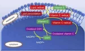 Free radicals skin insult and protective function of antioxidants
