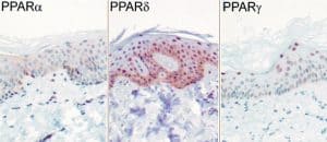 ppar-subtypes