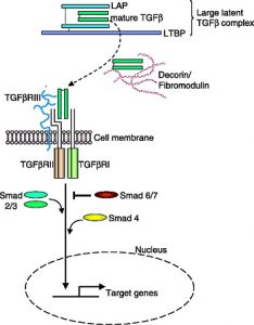TGF-Beta receptors' mechanism of action