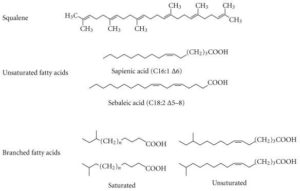 Sebum branched chained fatty acids and lipids with unique unsaturation pattern