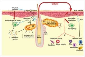Influencing factors in sebum synthesis