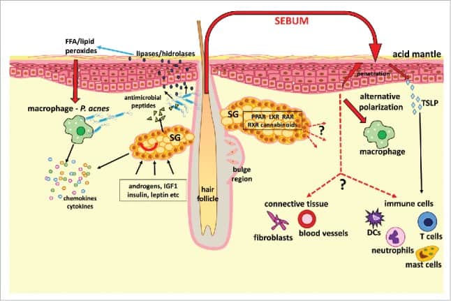 Influencing factors in sebum synthesis