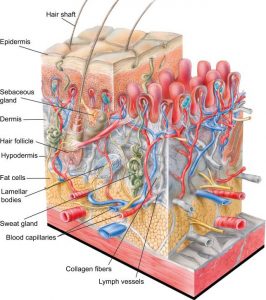 Skin structure