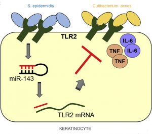 Relationship between C. acnes and S. epidermidis and two acne bacteria's parleys within a keratinocyte