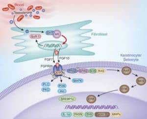 Fibroblast growth factor receptor signaling in pathogenesis of acne vulgaris