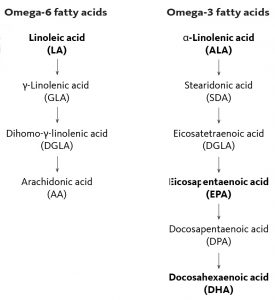 Alpha linolenic acid precursor of EPA and DHA