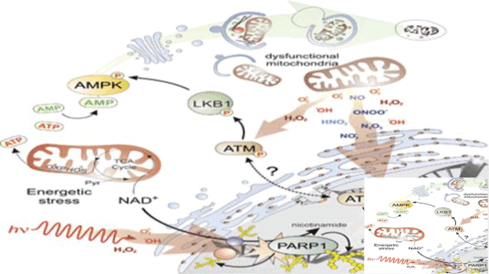 oxidative stress and photo aging