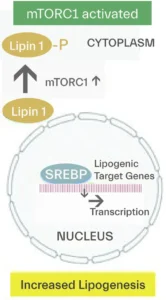 mtorc1 signals upregulation of lipogenesis and implicates in acne causes